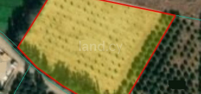 Жилой участок на продажу в Пафос