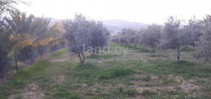 Agricultural field for sale in Paphos