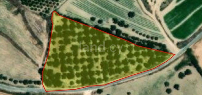 Agricultural field for sale in Paphos