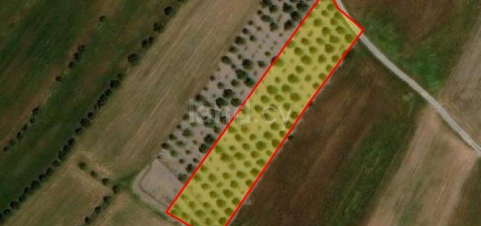 Agricultural field for sale in Paphos