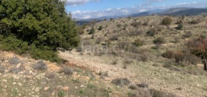 Agricultural field for sale in Paphos