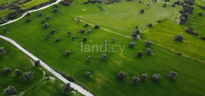 Agricultural field for sale in Larnaca