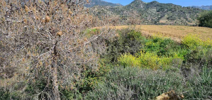 Terrain agricole à vendre à Limassol