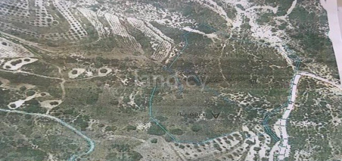 Agricultural field for sale in Limassol