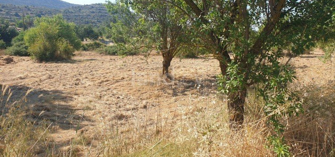 Field for sale in Limassol