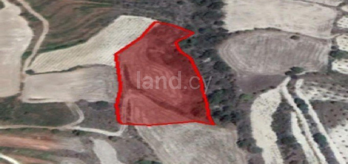 Agricultural field for sale in Paphos