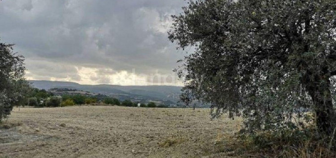 Field for sale in Paphos