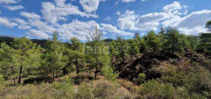 Agricultural field for sale in Limassol