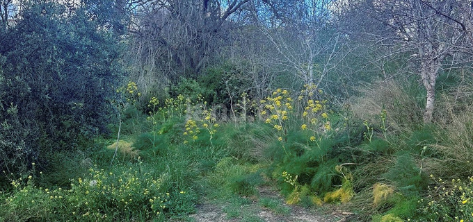 Campo residencial a la venta en Paphos