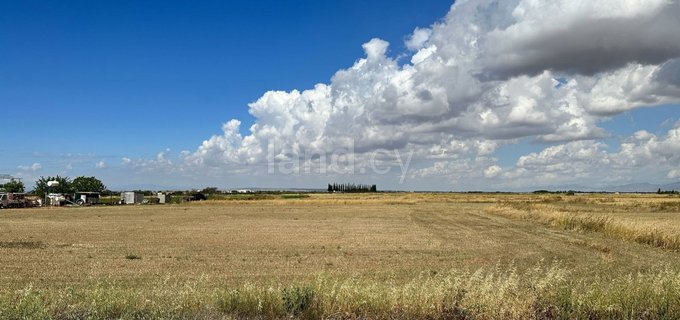 Terrain agricole à vendre à Avgorou