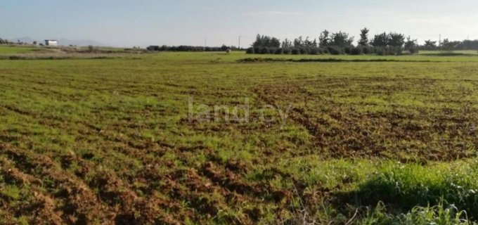 Terrain agricole à vendre à Nicosie