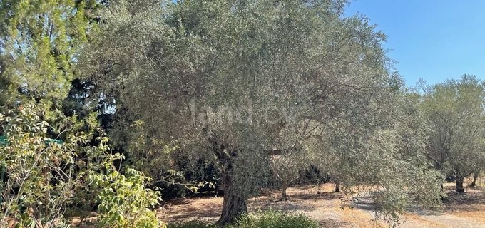 Landwirtschaftliches Grundstück in Larnaca zu verkaufen