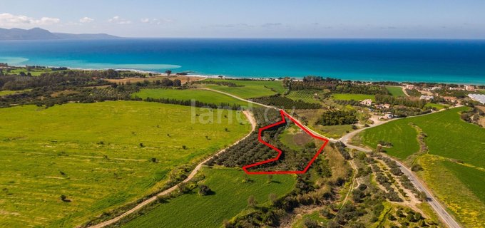 Agricultural plot for sale in Paphos