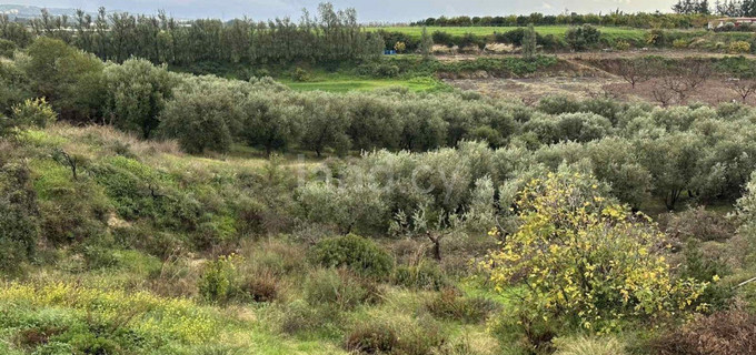 Terrain agricole à vendre à Paphos