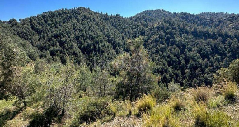 Jordbruksfält till salu i Nicosia