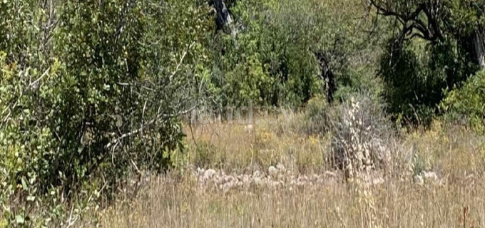 Terrain agricole à vendre à Paphos