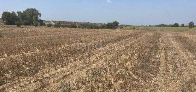 Campo agrícola a la venta en Nicosia