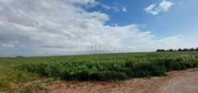 Agricultural field for sale in Vrysoulles