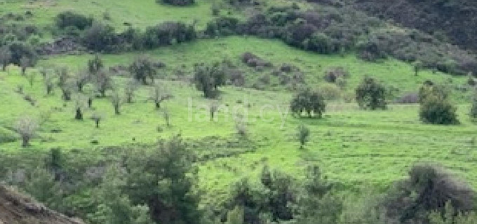 Terrain agricole à vendre à Paphos