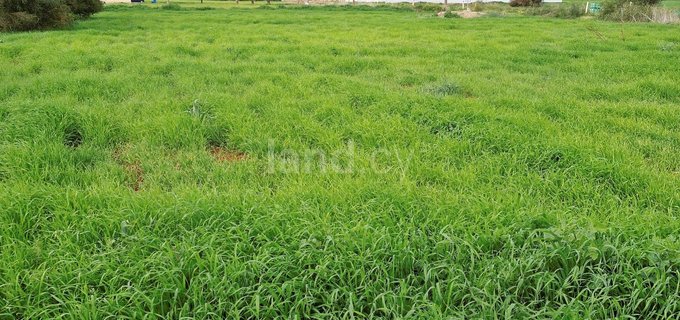 Agricultural field for sale in Avgorou