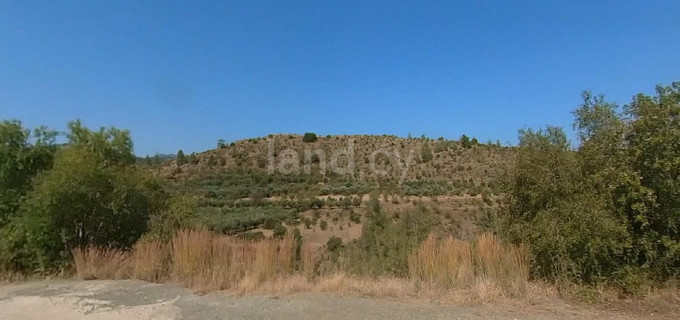 Agricultural field for sale in Nicosia