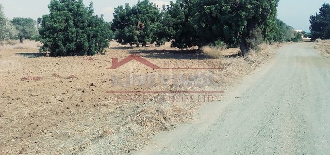 Agricultural field for sale in Larnaca