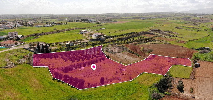 Agricultural field for sale in Nicosia