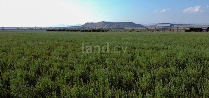 Αγροτικό αγροτεμάχιο προς πώληση - Λάρνακα