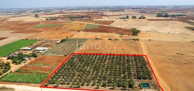 Landwirtschaftliches Grundstück in Avgorou zu verkaufen