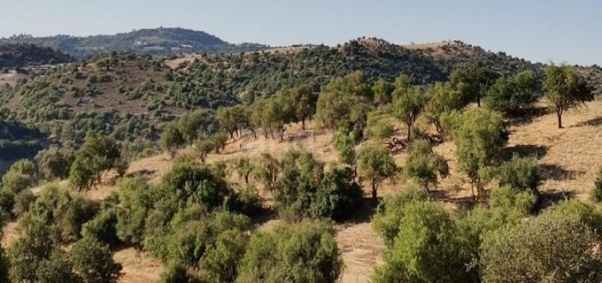 Landwirtschaftliches Baugebiet in Paphos zu verkaufen