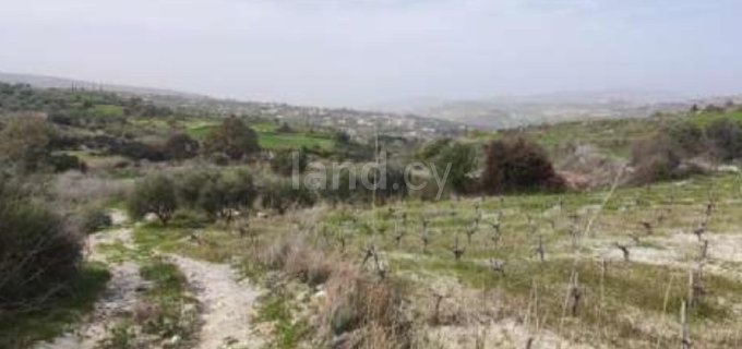 Landwirtschaftliches Baugebiet in Paphos zu verkaufen