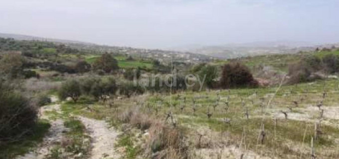 Terrain agricole à vendre à Paphos