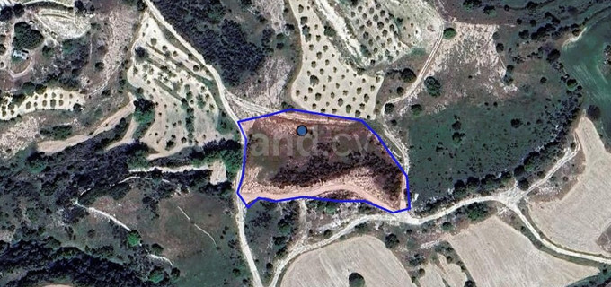 Αγροτικό αγροτεμάχιο προς πώληση - Πάφος