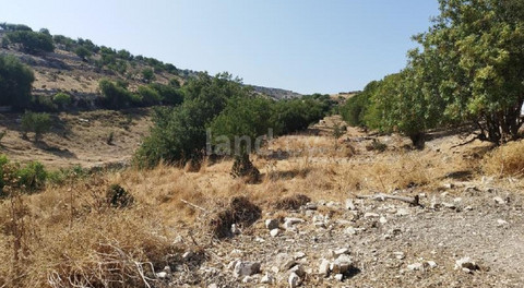 Agricultural field for sale in Limassol