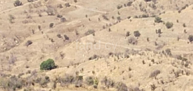 Terrain agricole à vendre à Paphos