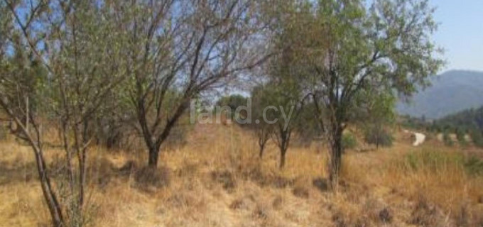 Terrain agricole à vendre à Paphos