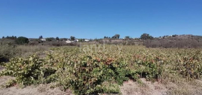 Terrain agricole à vendre à Paphos