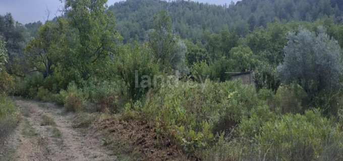 Agricultural field for sale in Nicosia