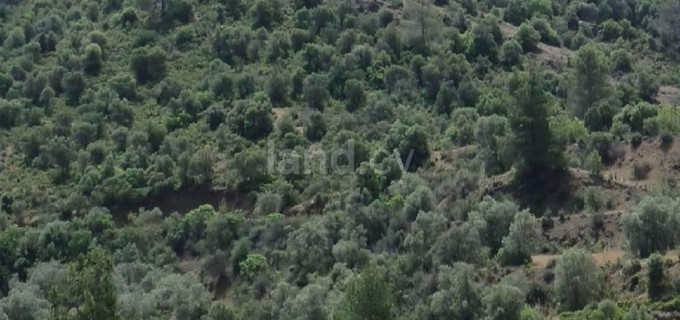 Agricultural field for sale in Nicosia