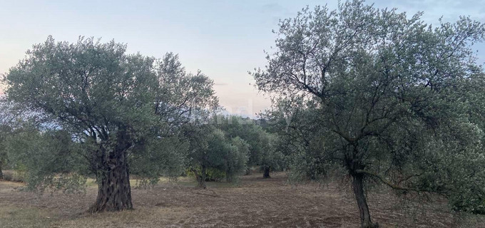 Agricultural field for sale in Nicosia