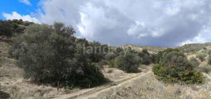Agricultural field for sale in Paphos