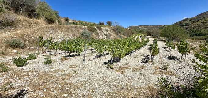 Terrain agricole à vendre à Limassol