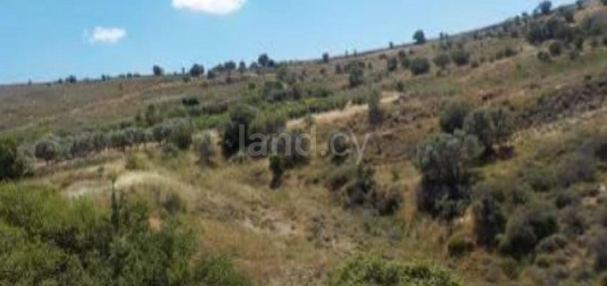 Αγροτικό αγροτεμάχιο προς πώληση - Πάφος