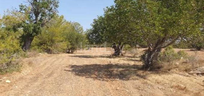 Landwirtschaftliches Baugebiet in Paphos zu verkaufen
