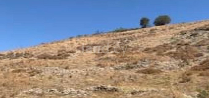 Αγροτικό αγροτεμάχιο προς πώληση - Πάφος