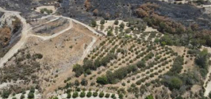 Agricultural field for sale in Paphos