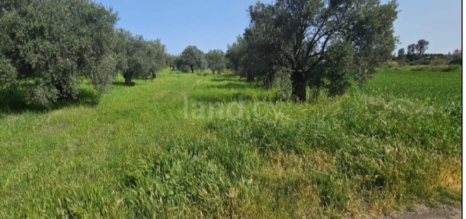 Agricultural field for sale in Nicosia
