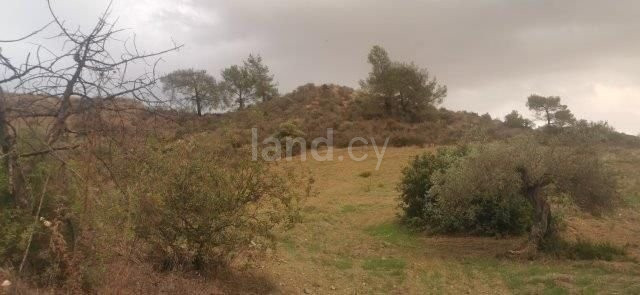 Agricultural field for sale in Limassol