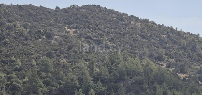 Terrain agricole à vendre à Paphos