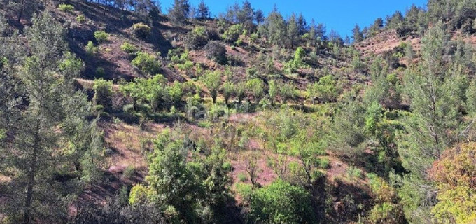 Agricultural field for sale in Nicosia
